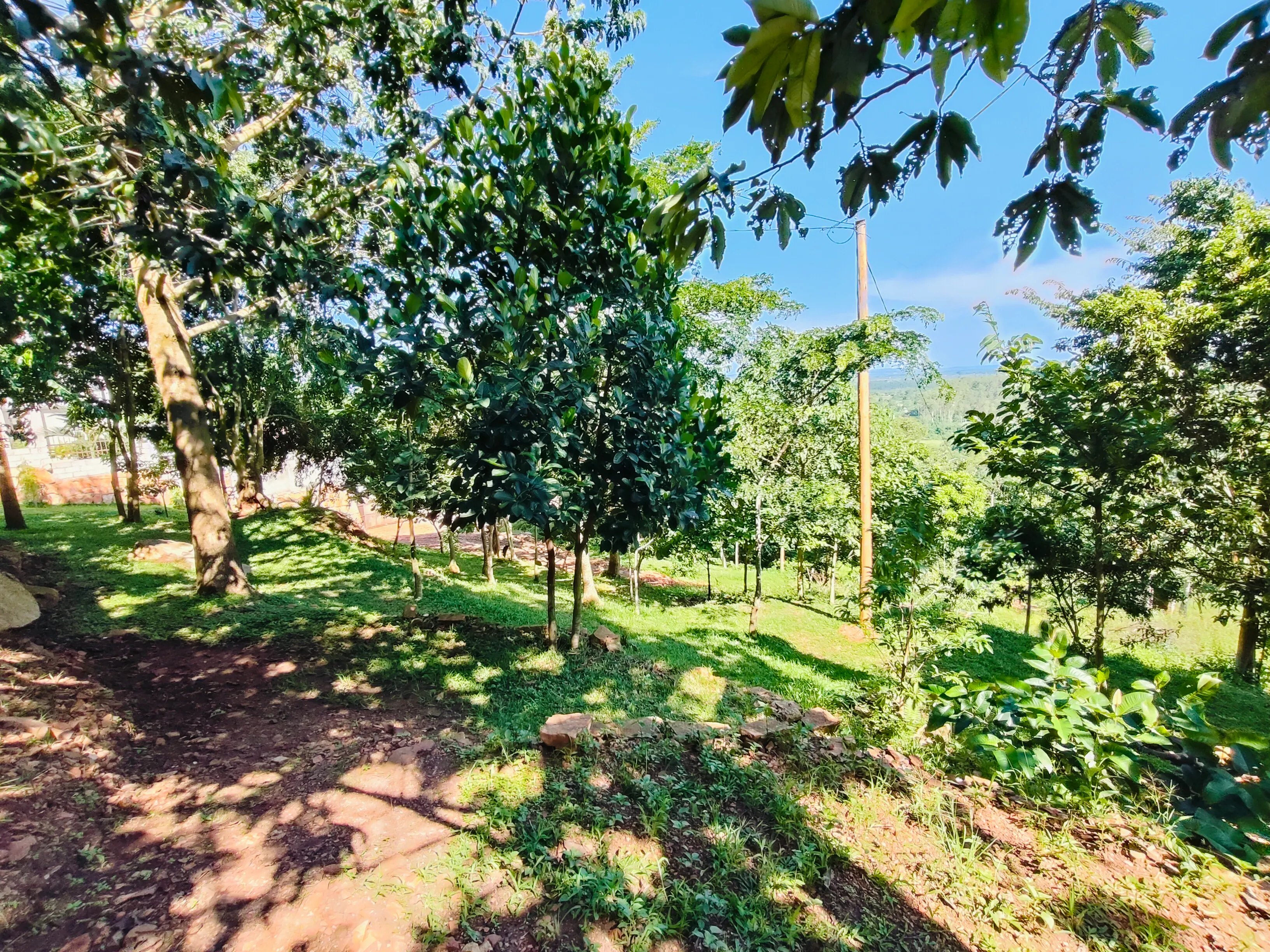 Forest view